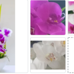 Artificial Giant Orchid Various Colours