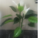 Artificial Madonna Lily Plant