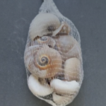 Bag of Shells