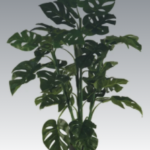 plant1