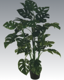 plant1